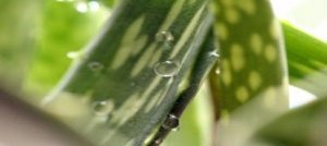 Aloe Vera: la regina delle piante medicinali