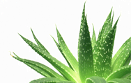 Aloe Vera, la pianta della salute