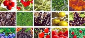 Come Essiccare gli alimenti in modo naturale