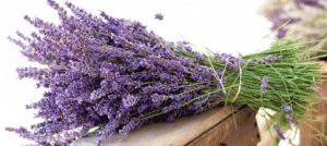 La lavanda ti rilassa