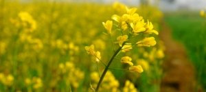 Ritrovare la felicità e la gioia di vivere con il fiore di Bach Mustard