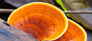 Reishi: il fungo dell'immortalità