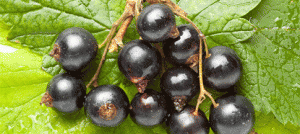 Ribes nigrum: il cortisone naturale